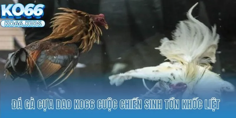 Đá gà cựa dao tại KO66 cuộc chiến sinh tồn khốc liệt