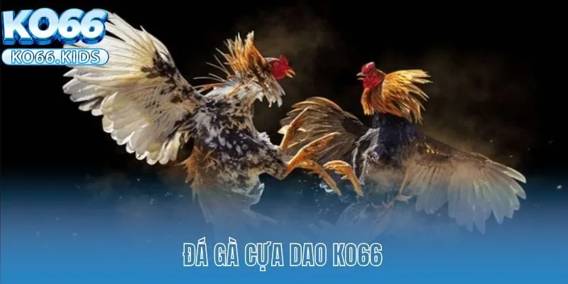Đá Gà Cựa Dao KO66 - Sảnh Cược Gây Cấn Hấp Dẫn Sư Kê