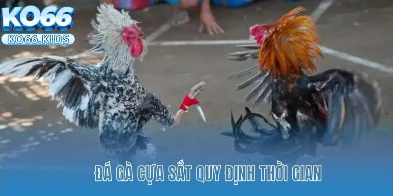 Đá gà cựa sắt quy định thời gian