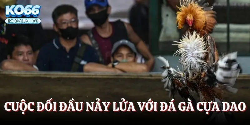 Cuộc đối đầu nảy lửa với đá gà cựa dao