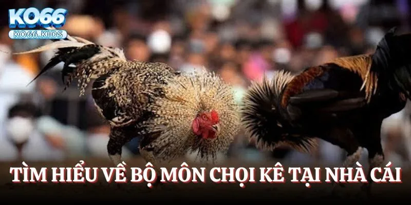 Tìm hiểu về bộ môn chọi kê tại nhà cái