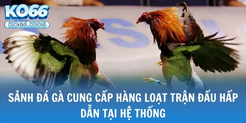 KO66 - Link Truy Cập Mới Nhất 2025 - Đăng Ký +88K 28 Sảnh đá gà cung cấp hàng loạt trận đấu hấp dẫn tại hệ thống