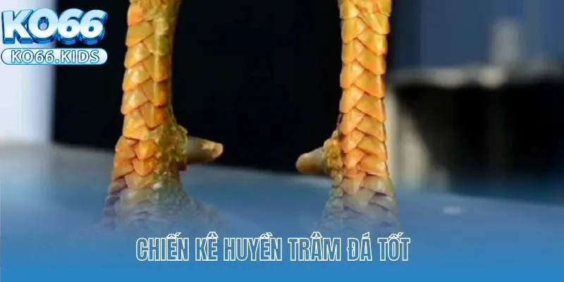 Chiến kê Huyền Trâm đá tốt